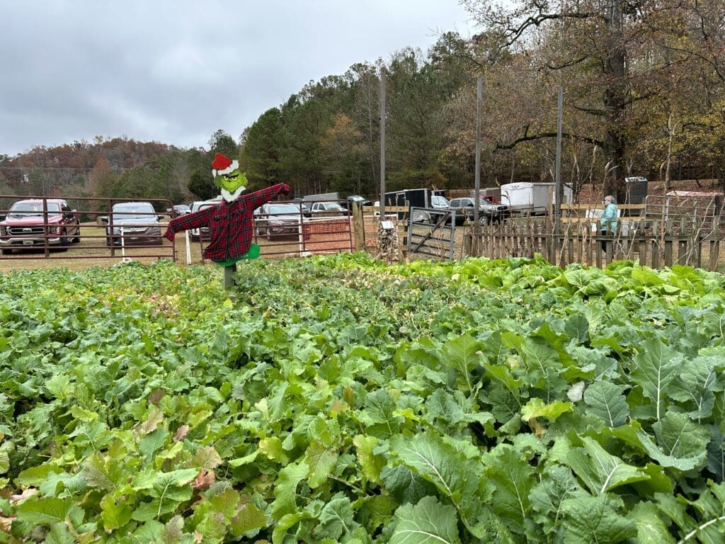 Scarecrow decorated to look like the Grinch.