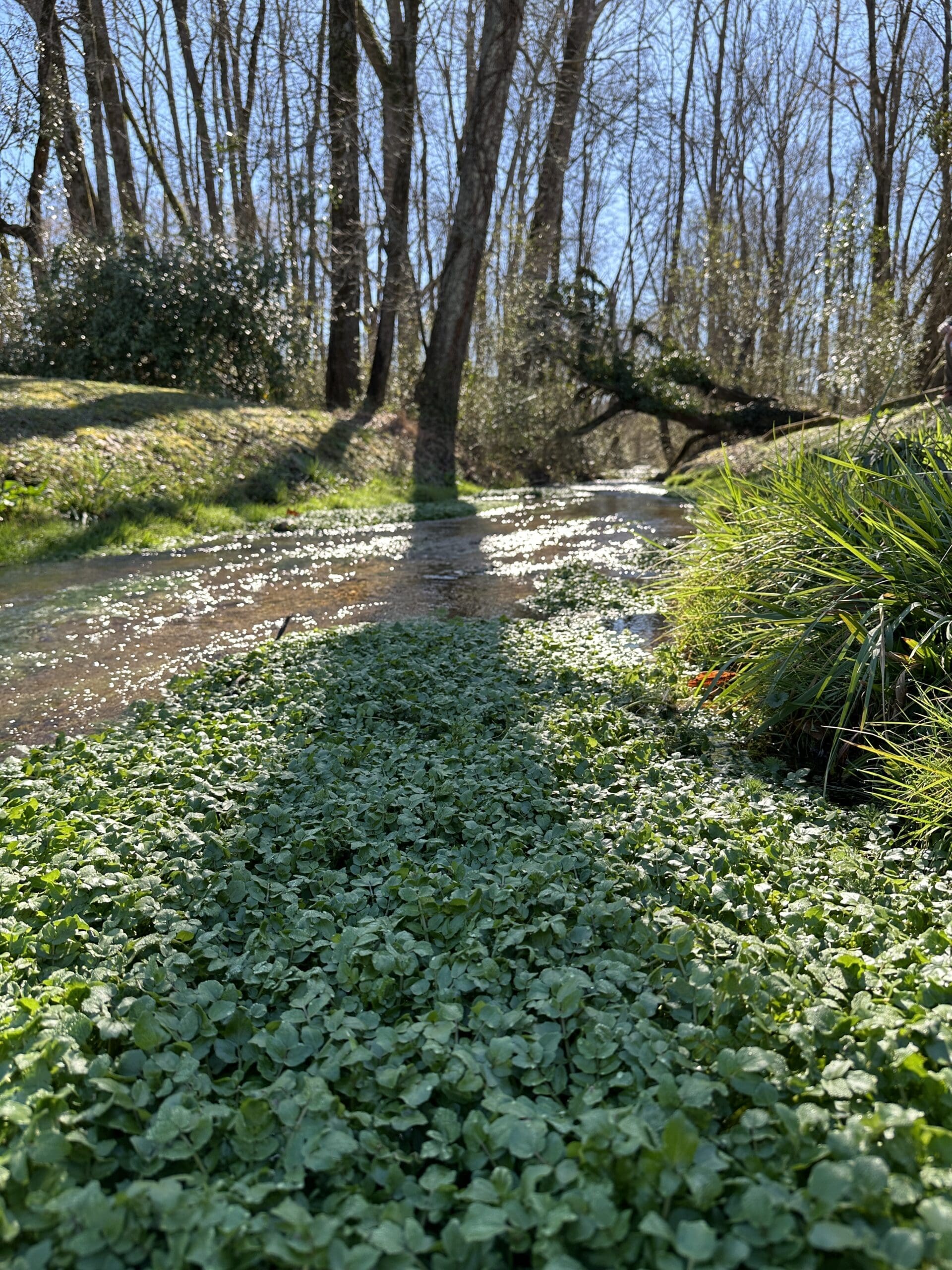 Watercress in a creek in Springville, AL.