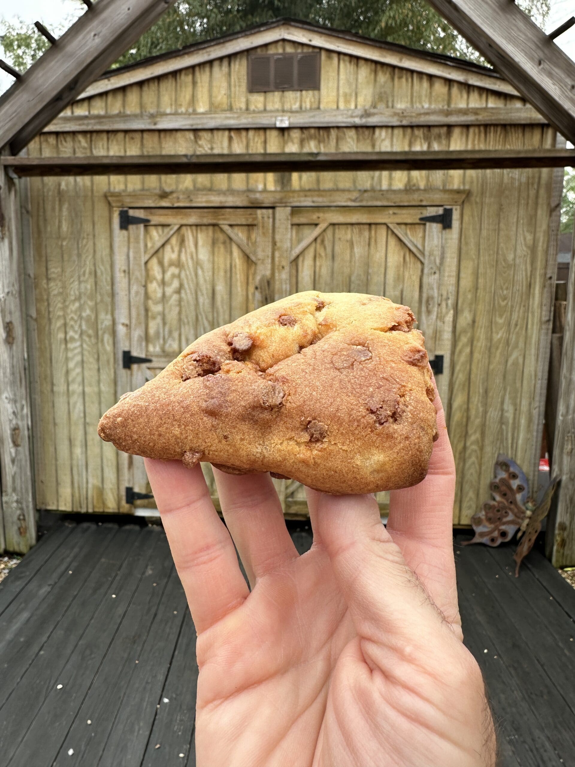 Hand holding a scone with butterscotch chips.