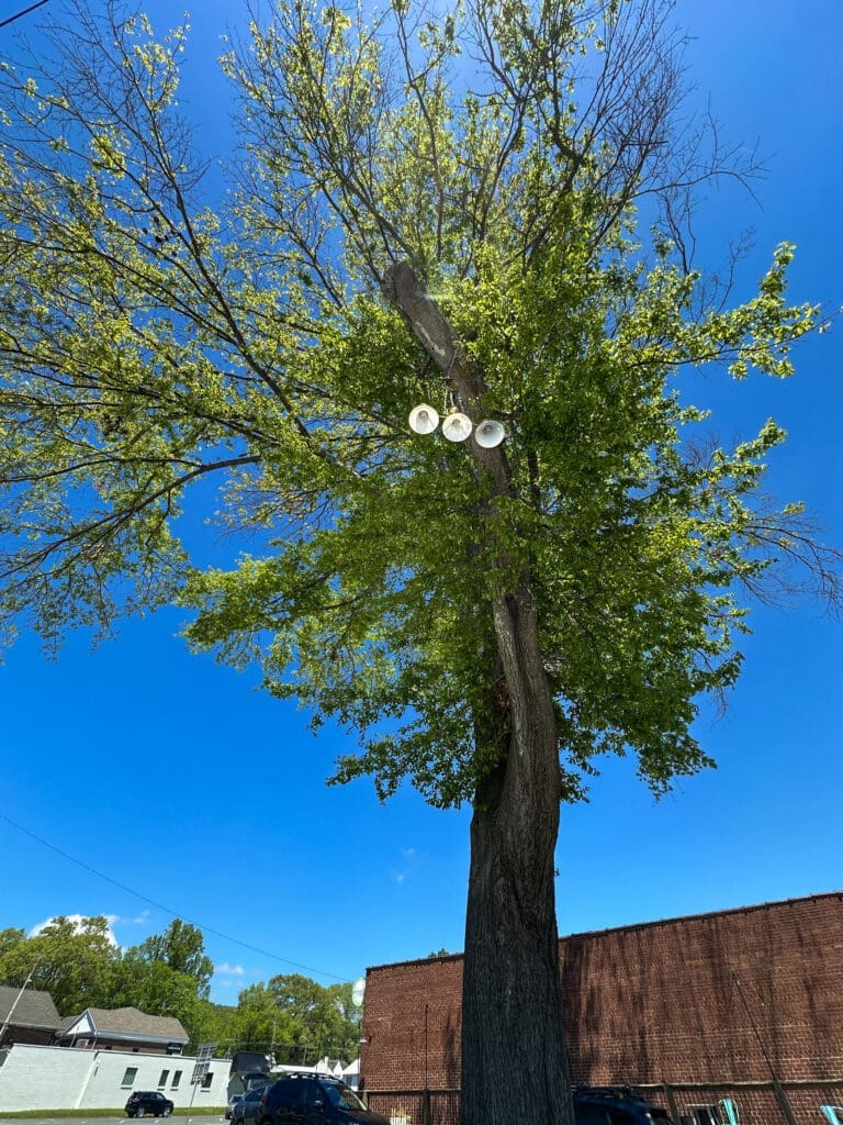 Photo of a chandelier hanging high up in a leafy tree.
